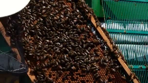成群的蜜蜂在蜂箱里 — 图库视频影像