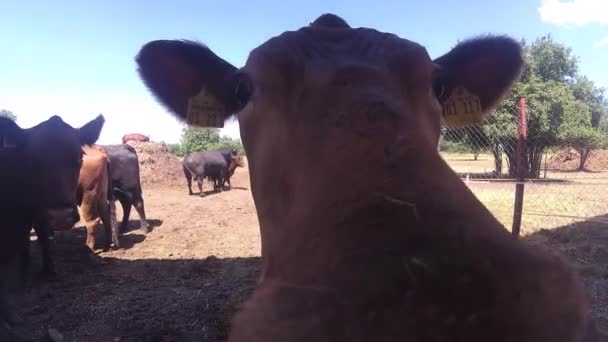 Vaca Marrón Olfateando Una Cámara — Vídeo de stock