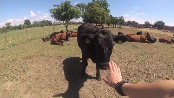 Černá Kráva Sniffs Ruku Žena Která Mazlení — Stock video