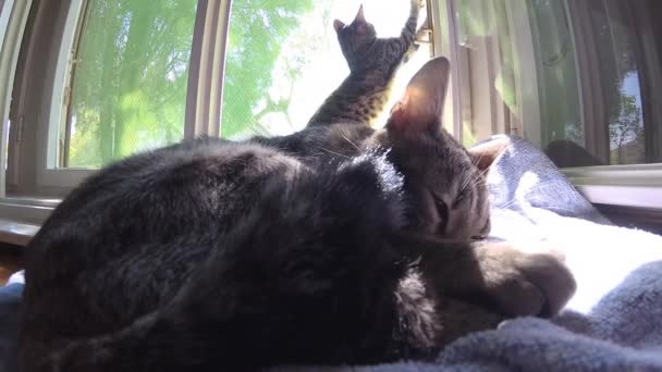 两只小猫在阳光明媚的窗户旁享受家园 — 图库视频影像