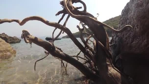 Naturaleza Orilla Del Mar — Vídeo de stock