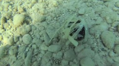 Deniz kestanesi ve dalgıçlar