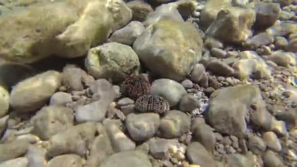 Два Мертвих Морських Урчіна Внизу — стокове відео