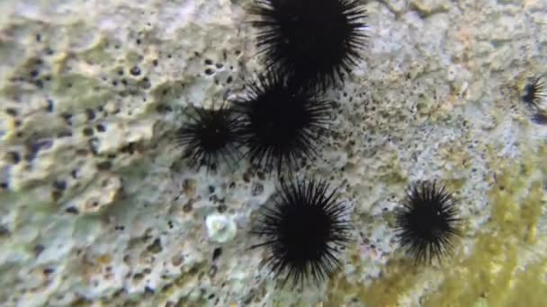 岩石海底和黑海胆在它 — 图库视频影像