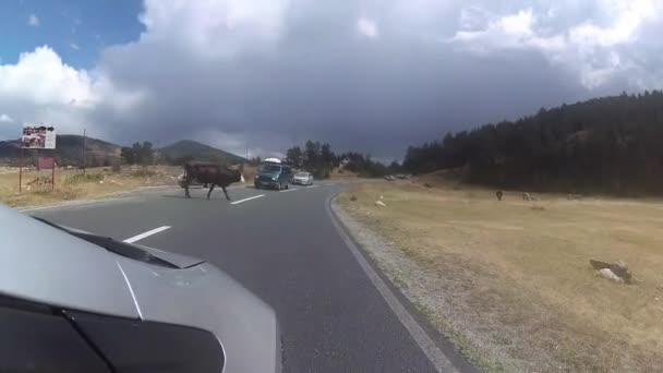 Vaca Passa Pela Estrada Pára Trânsito — Vídeo de Stock