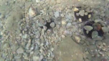 dalacak ve üzerine siyah kestanesi