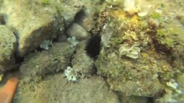 Deniz tabanı hareket