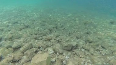 balık sürüsü kameraya bir kayalık zemine üzerinde yüzüyor.