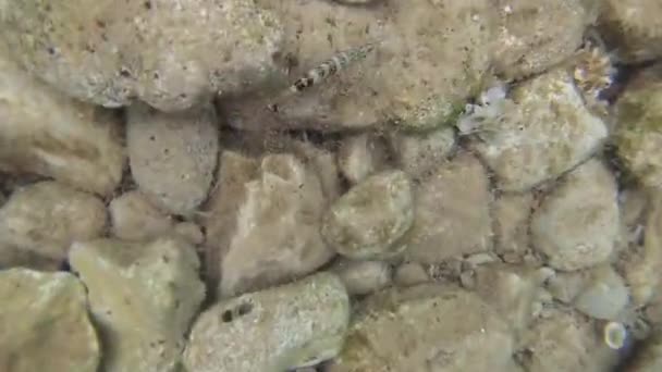 Peces Pequeños Nadan Fondo Pedregoso Del Mar Adriático Montenegro — Vídeo de stock