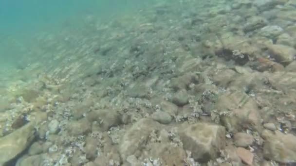 Troupeau Poissons Nage Caméra Sur Fond Marin Rocheux — Video