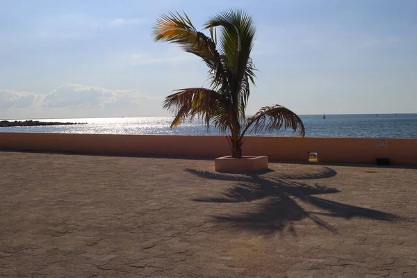 Yalnız Palmiye Ağacı Gölge — Stok fotoğraf