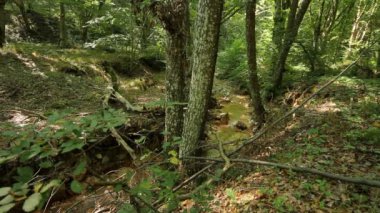 Pan sağdan sola creek 