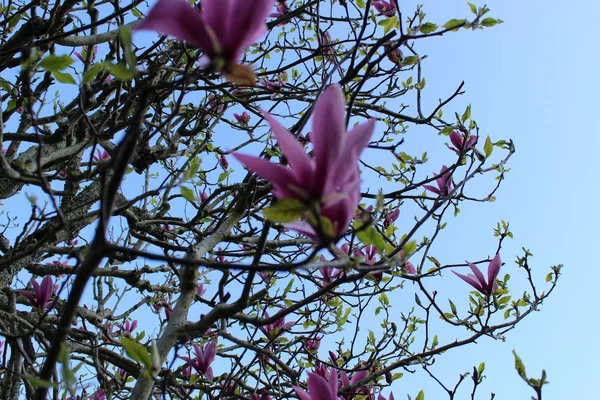 Blommande Magnoliaträd Och Klarblå Himmel — Stockfoto