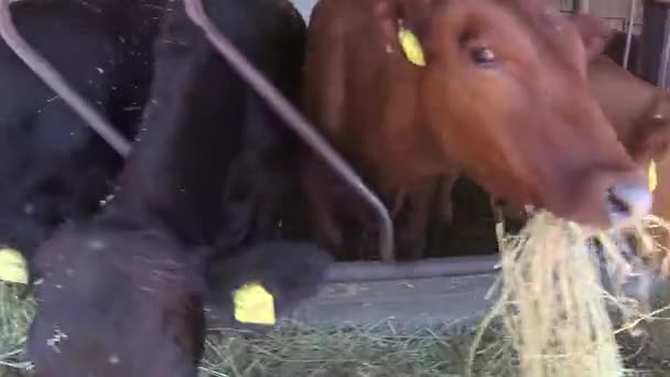 Veel Koeien Staan Lijn Stal Eten Novi Slankanen Servië Juni — Stockvideo