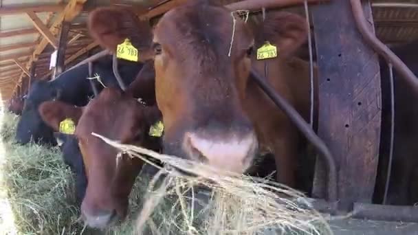 Las Vacas Están Comiendo Establo Novi Slankamen Serbia Junio 2017 — Vídeos de Stock