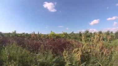 Kırsal yolda sürme, çayır ve meyve bahçeleri-yakalama araba penceresinden görünümü 