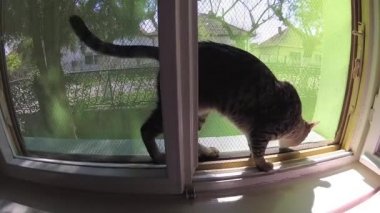 Neşeli tekir kedi açık pencerenin oynama ve kamera koklama