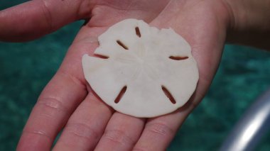 Bushy Sea Urchin upper shell in a woman's hand -  Cozumel, Mexico clipart