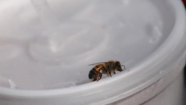 Κοντινό Πλάνο Μιας Μέλισσας Στο Λευκό Πλαστικό Κύπελλο — Αρχείο Βίντεο