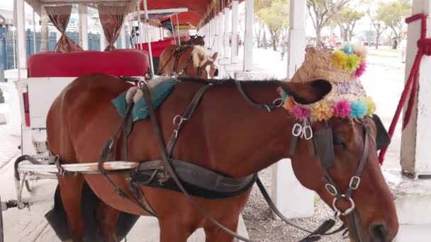 バハマ 2017 馬と馬車馬の頭の上の装飾的な色とりどりの花の — ストック動画