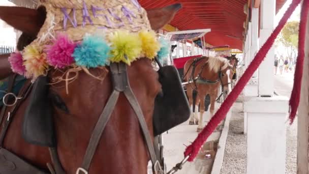 Bahamas September 2017 Carriage Horse Close Horse Has Decorative Colorful — стоковое видео
