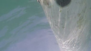 Alan şamandıra aşağıdan görünen kısmı için yosun kaplı yüzmek