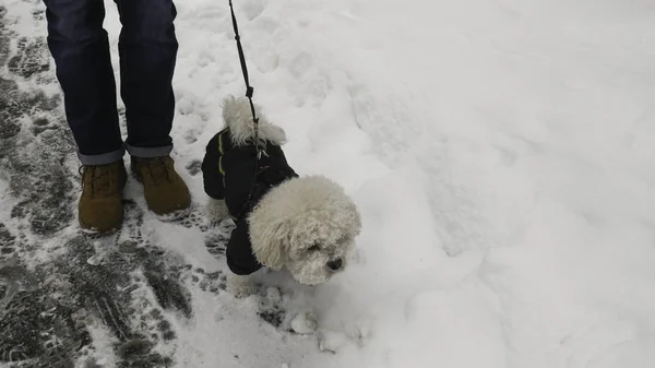 Owner Small White Bichon Frise Dog Winter Jacket — Stock Photo, Image