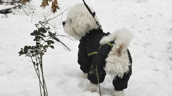 Kleiner Weißer Hund Winterjacke Schnee Auf Der Straße — Stockfoto