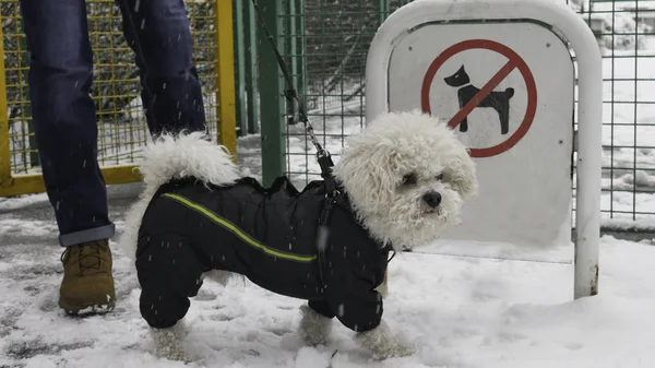 Hund Winterjacke Steht Mit Herrchen Vor Dem Schild Hundeverbot Schneereichen — Stockfoto