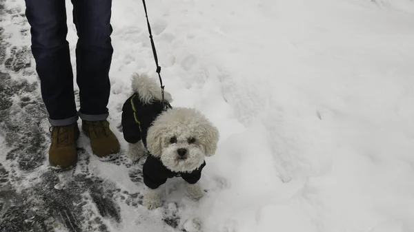 Herrchen Und Kleiner Weißer Bichon Frise Hund Winterjacke Spaziergang Auf — Stockfoto