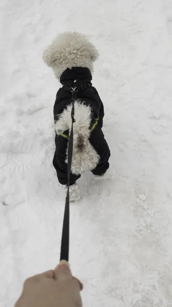 Собака Поводке Зимней Куртке Гуляет Снегу Вид Сзади — стоковое фото
