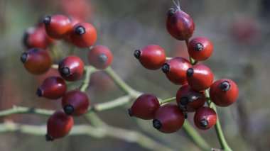 Köpek gülü meyvesi. Şifalı bitkilerle tedavi. Köpek kırmızı meyveler (Rosa canina, Briar). Vahşi olgun güller doğada çalıların üzerinde.