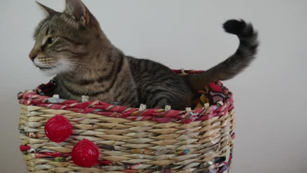 Sleepy Cat Basket Falling Asleep Wagging Its Tail — Stock Video