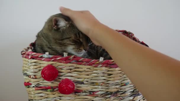 Hand Van Een Vrouw Streelt Een Kat Een Mand — Stockvideo