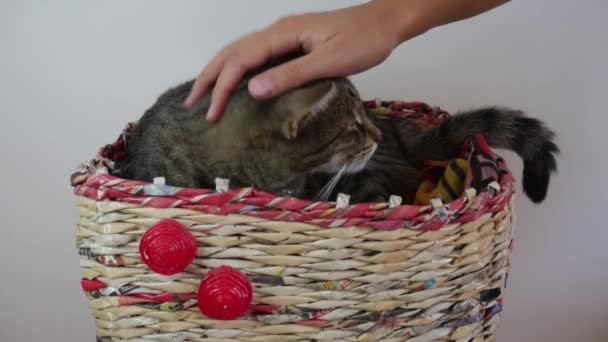 Śpiący Kot Koszyku Ręka Kobiety Pieści Pasiastego Kota — Wideo stockowe