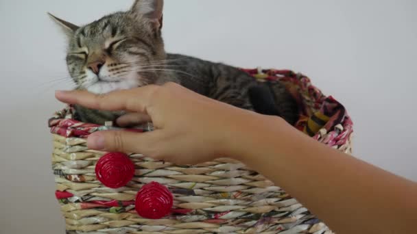 Woman Hand Caresses Sleepy Striped Cat Basket Cat — Stock Video