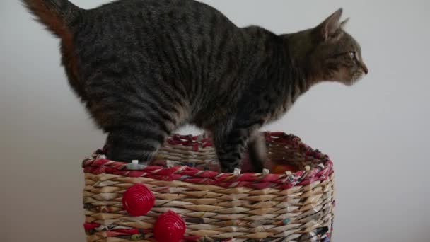 Striped Green Cat Basket Kneading — Stock Video