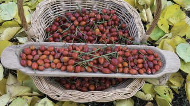 Kırmızı gül kalçalarının sonbahar hasadı.