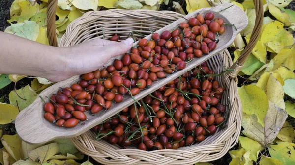 Woman Hand Fresh Berries Dog Rose Wooden Knit Basket — Stock Photo, Image