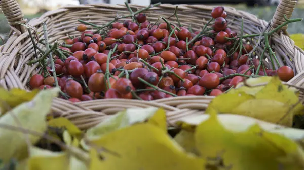 Freshly Harvested Rose Hips Wooden Knit Basket Surrounded Yellow Autumn — Stock Photo, Image