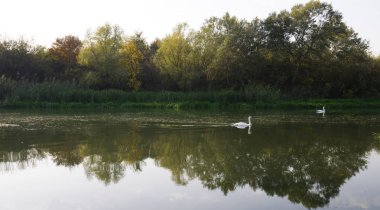 Nehirde yüzen iki beyaz kuğu sonbaharda güzel doğayla çevrili..