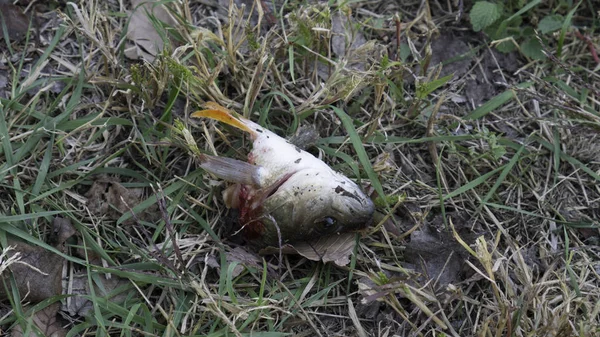 生鱼的单个头被割断 留在草丛中 — 图库照片