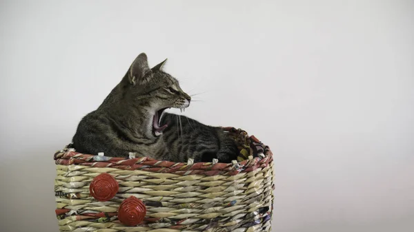 The sleepy cat yawns lying in basket inside the house. The cat yells.
