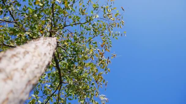 Δέντρα Από Φτελιά Φύλλα Που Κυματίζουν Μπροστά Από Τον Γαλάζιο — Αρχείο Βίντεο