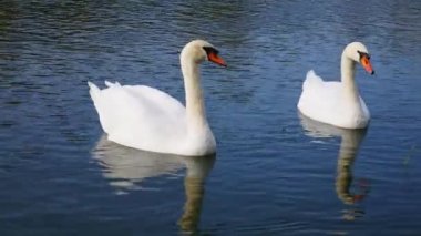 Mavi suda iki güzel beyaz kuğu.