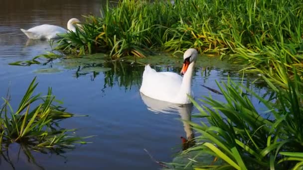 Два Белых Лебедя Плывут Озеру Окружении Зеленой Речной Травы Лебеди — стоковое видео