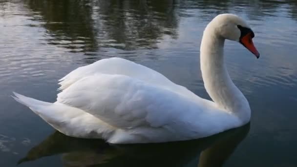 Cisne Flotando Agua — Vídeo de stock