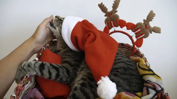 Egy Karácsonyi Macska Egy Kosárban Piros Mikulás Sapkával Fején Nyalogatja — Stock Fotó