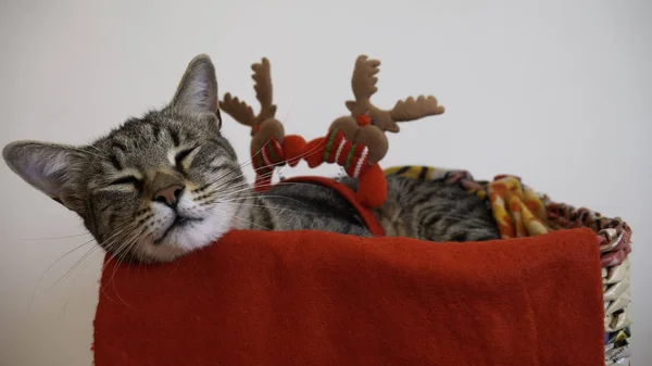 Fáradt Tom Macska Alszik Egy Kosárban Karácsonyi Újévi Ünnepek Alatt — Stock Fotó