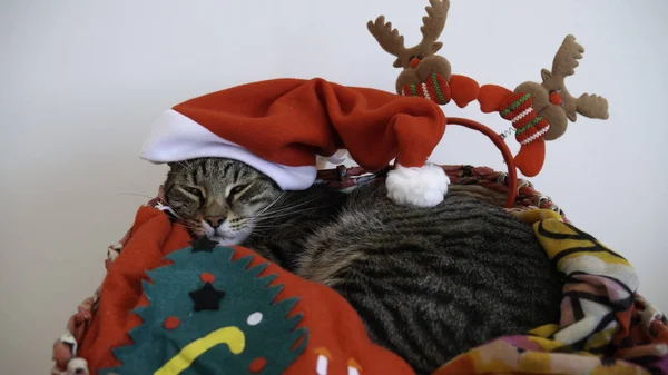 Pruhované Dospělé Tabby Kočka Spí Košíku Červeným Kloboukem Santa Claus — Stock fotografie